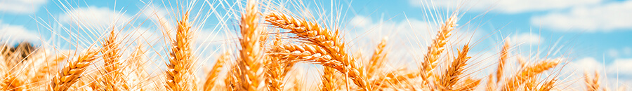 productos-sin-gluten